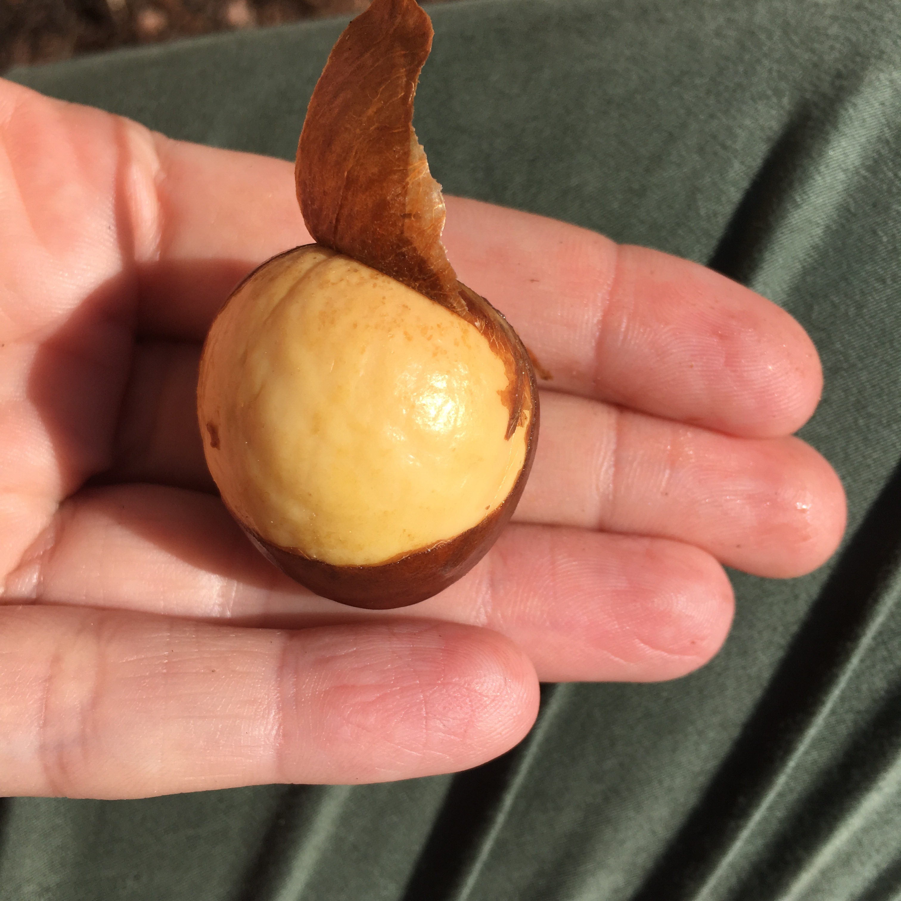 Avokado Avocado avokdosten gror grow spire rask måte ikke bruk vann og tannpirker