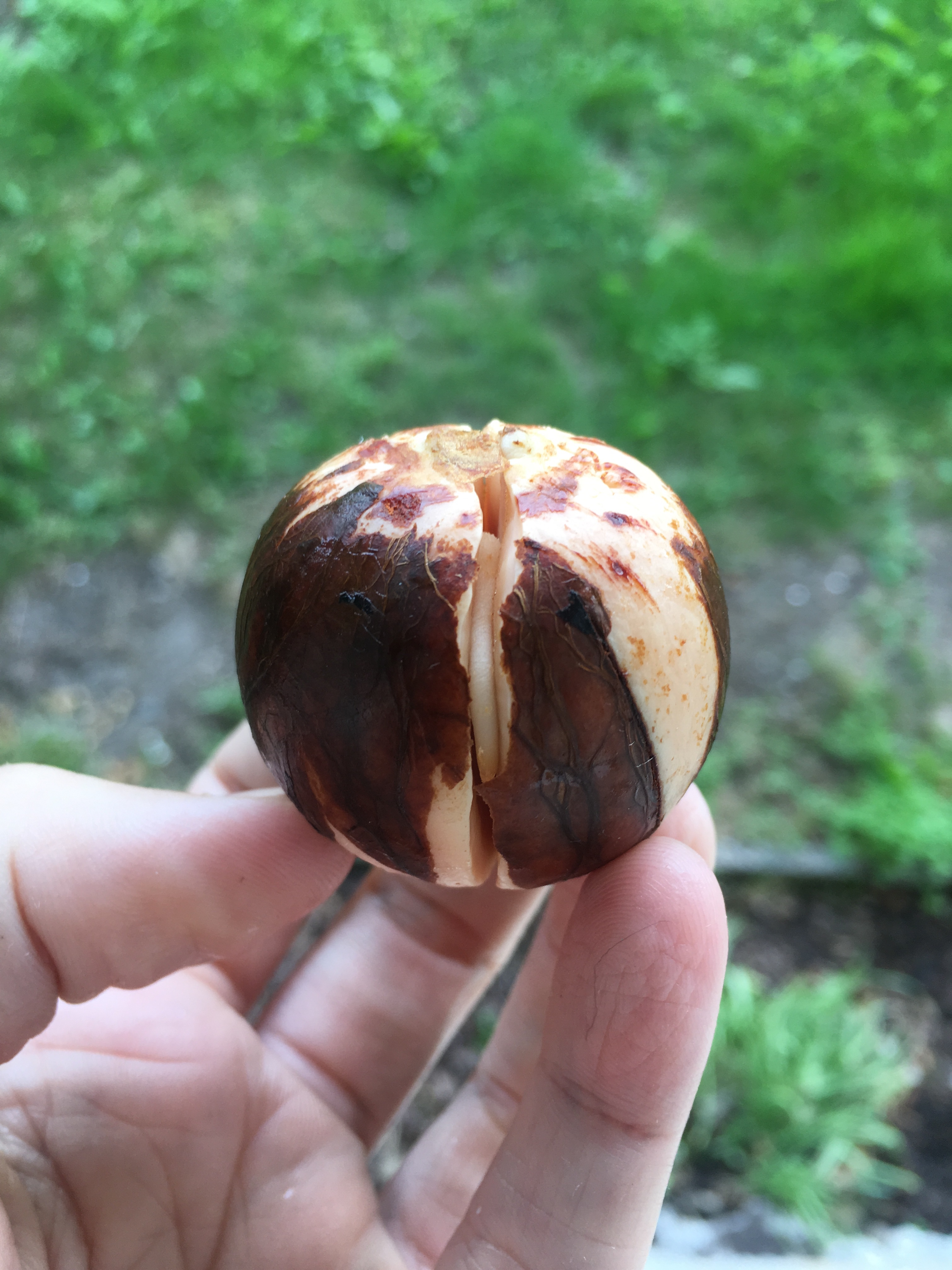 Avokado Avocado avokdosten gror grow spire rask måte ikke bruk vann og tannpirker