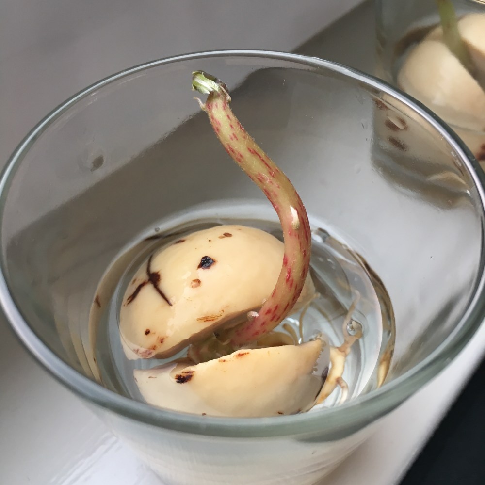 Avokado Avocado avokdosten gror grow spire rask måte ikke bruk vann og tannpirker