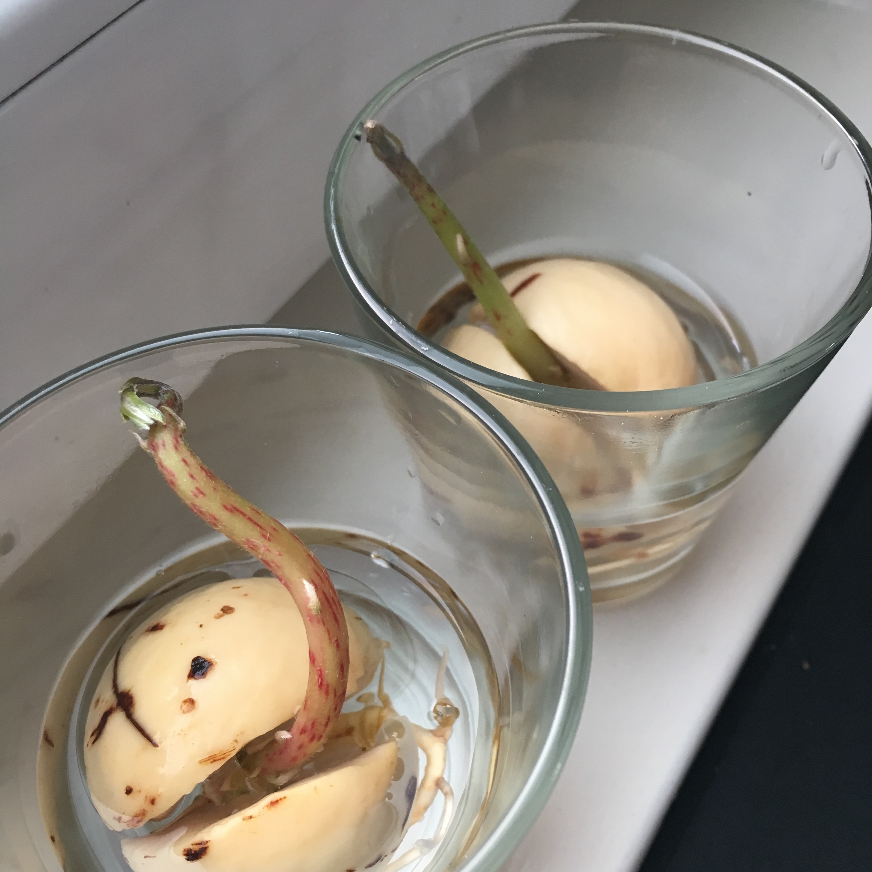 Avokado Avocado avokdosten gror grow spire rask måte ikke bruk vann og tannpirker