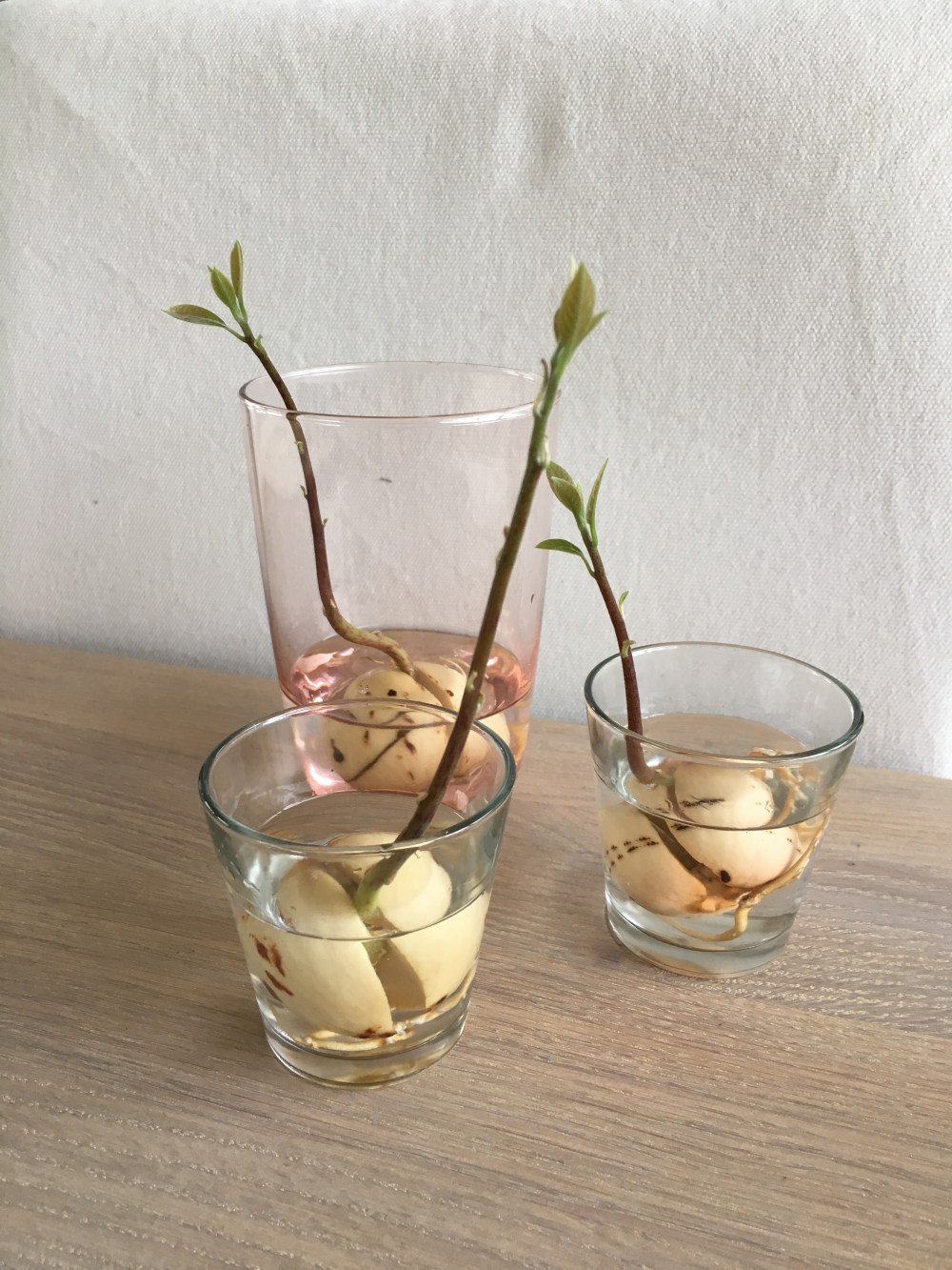 Avokado Avocado avokdosten gror grow spire rask måte ikke bruk vann og tannpirker