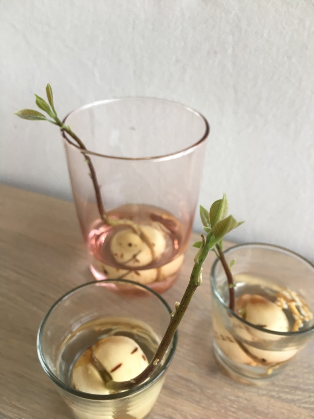 Avokado Avocado avokdosten gror grow spire rask måte ikke bruk vann og tannpirker