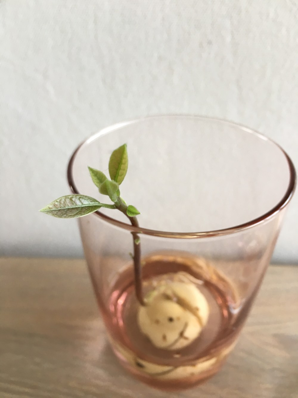 Avokado Avocado avokdosten gror grow spire rask måte ikke bruk vann og tannpirker