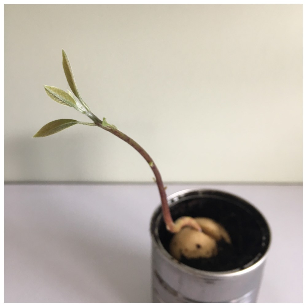 Avokado Avocado avokdosten gror grow spire rask måte ikke bruk vann og tannpirker