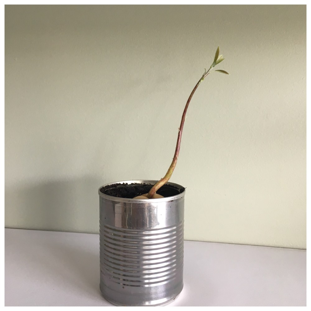 Avokado Avocado avokdosten gror grow spire rask måte ikke bruk vann og tannpirker