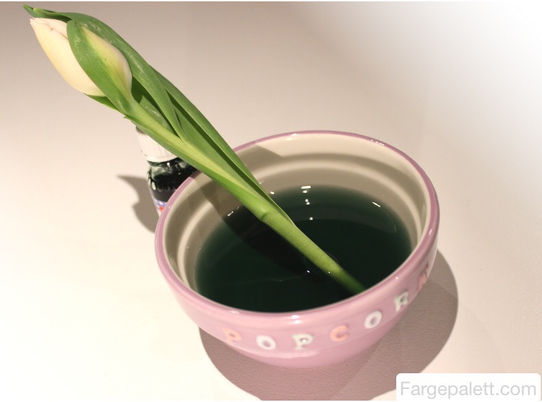 Forske, eksperiment, barn, blekk, konditorfarge, blomster, eksperimentere, farging, vannårer, konditorfarge, maling, nellik, tulipaner, tulipan, vann, vannbasert, vannets kretsløp 