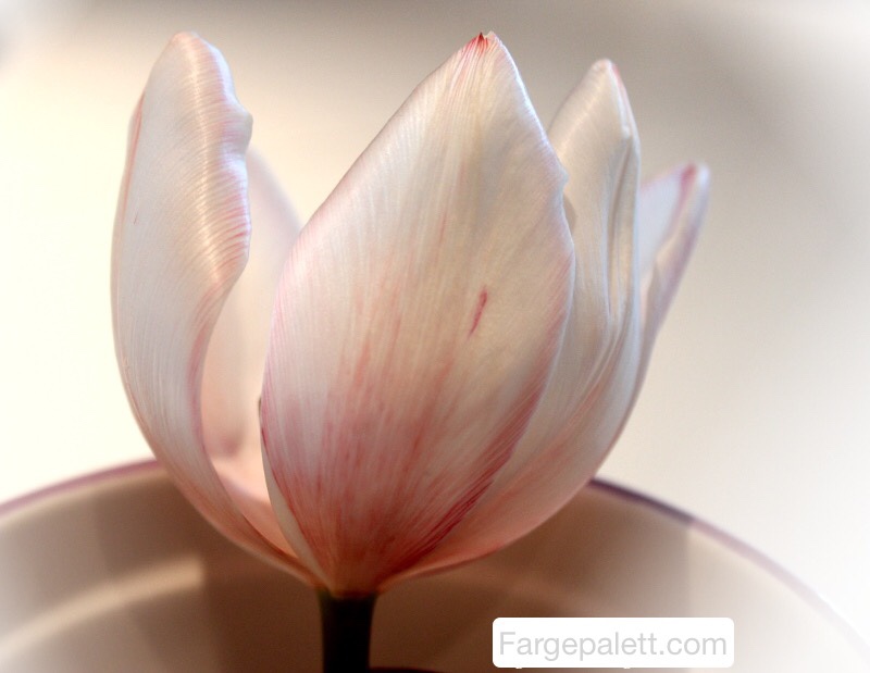 Forske, eksperiment, barn, blekk, konditorfarge, blomster, eksperimentere, farging, vannårer, konditorfarge, maling, nellik, tulipaner, tulipan, vann, vannbasert, vannets kretsløp ,   Mammalivet, barnehage ,  skole