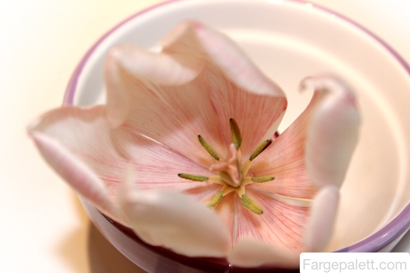 Forske, eksperiment, barn, blekk, konditorfarge, blomster, eksperimentere, farging, vannårer, konditorfarge, maling, nellik, tulipaner, tulipan, vann, vannbasert, vannets kretsløp 